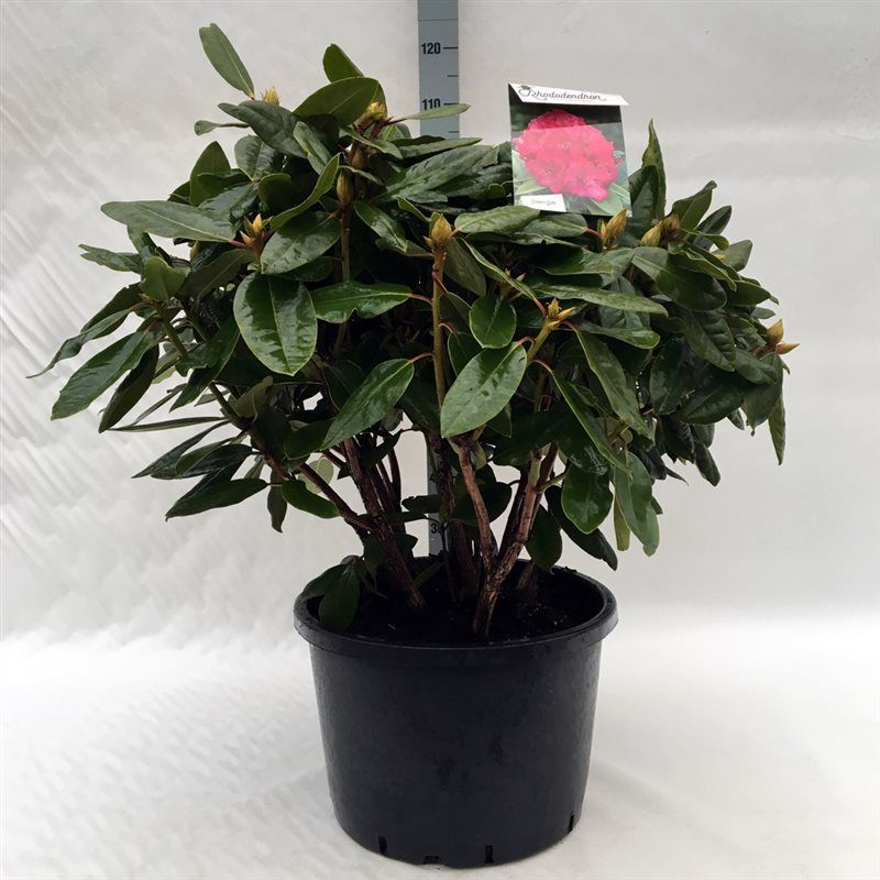 Rhodo. 'P. American Beauty' pink, D 45