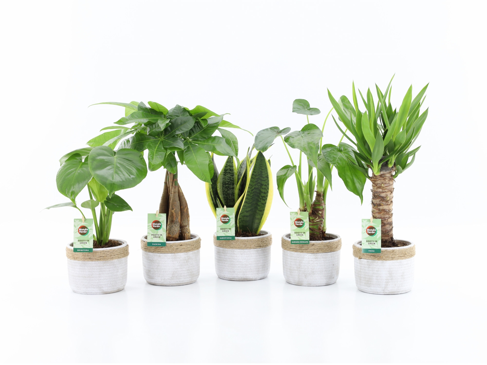 Tropic Mix in Sturdy, D 13