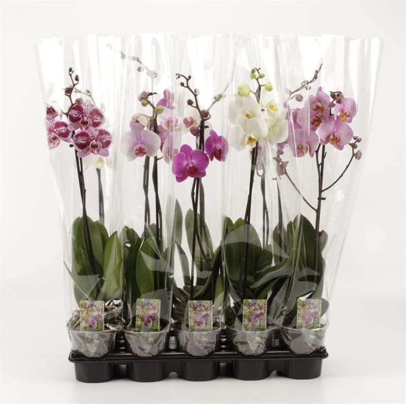 Phalaenopsis gemengd 1 Tak Mix, D 12