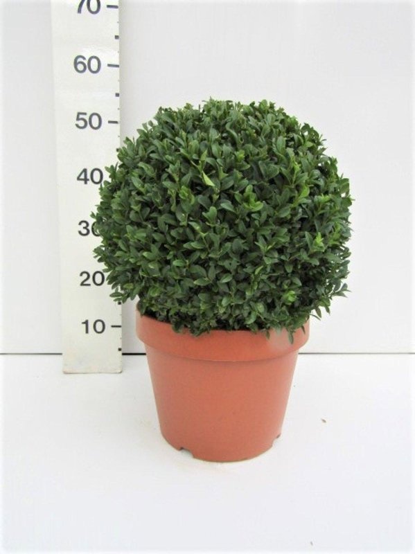 Buxus sempervirens, bol, D 26