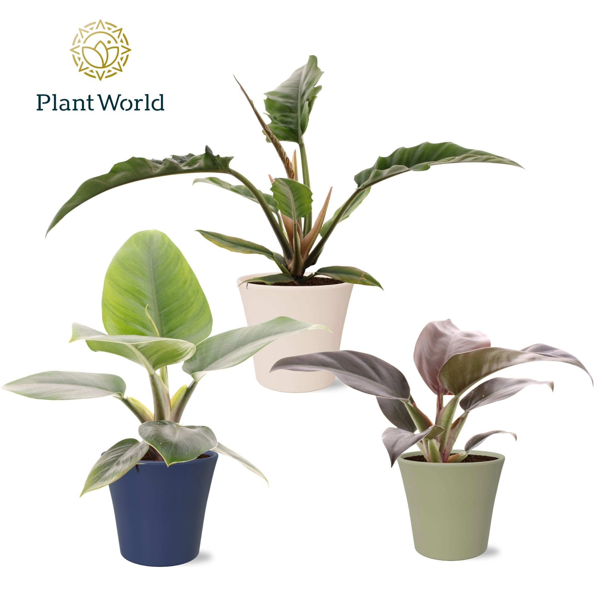 Philodendron mix in pot Coco collectie Top Bend, D 14