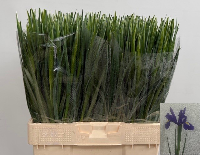 Ирис Блю Мэджик (син.), шт.