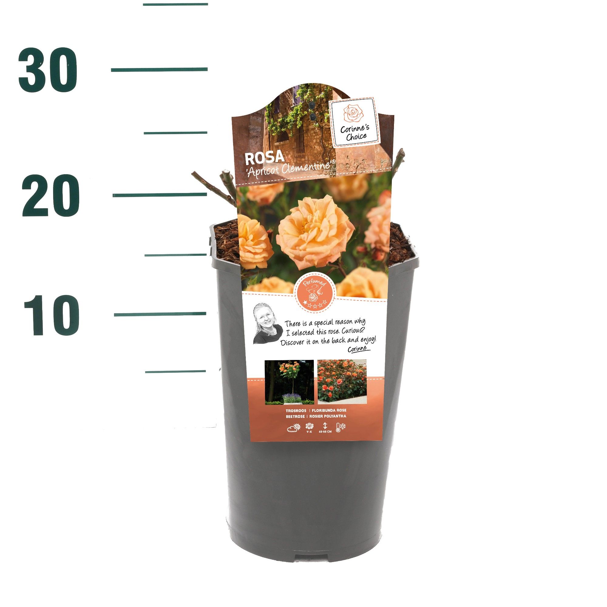 Rosa 'Apricot Clementine' - Struik - C3rp - Categorie 2, D 19 cm