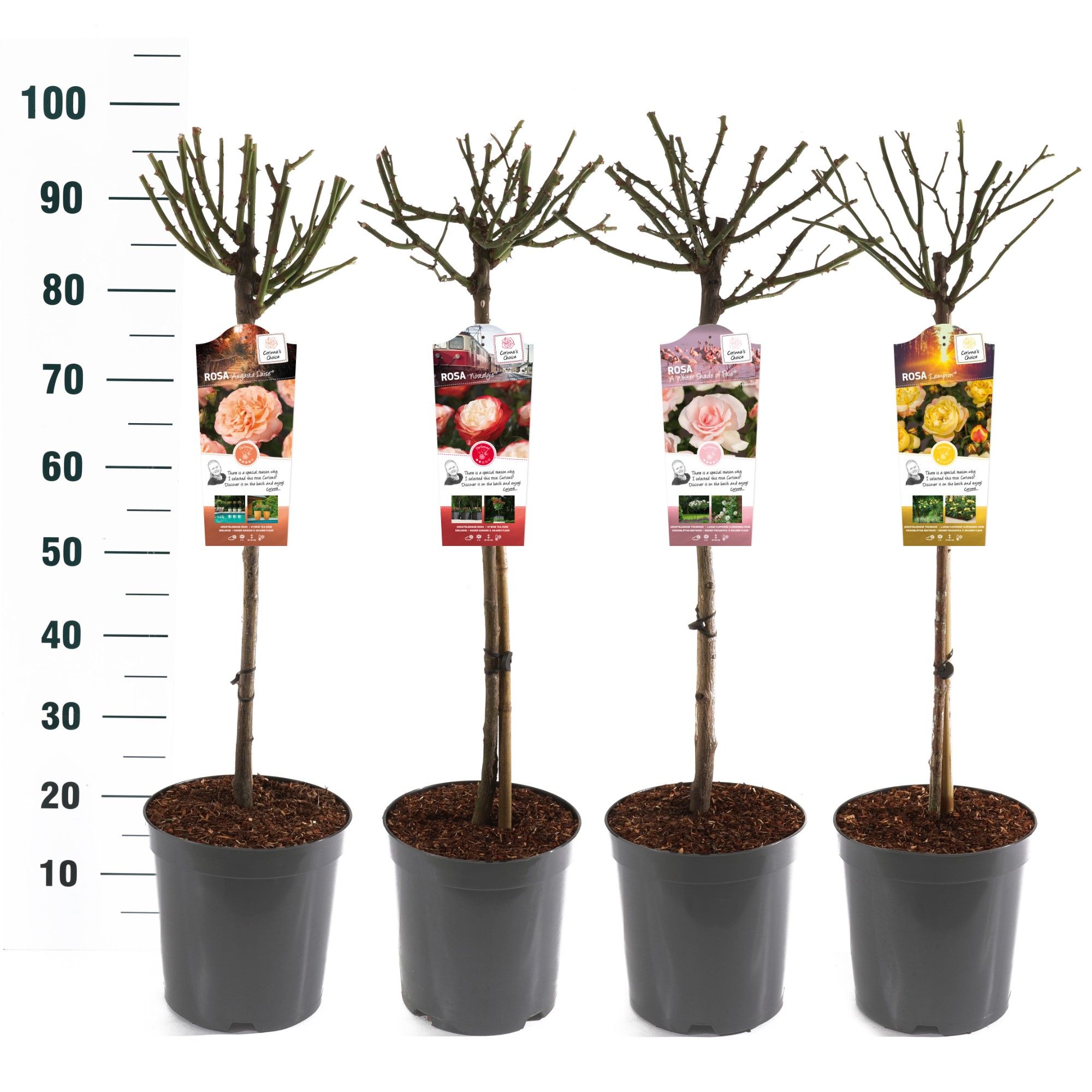 Rosa 'Mix' - 60 Stam - Exclusive Collection, D 24