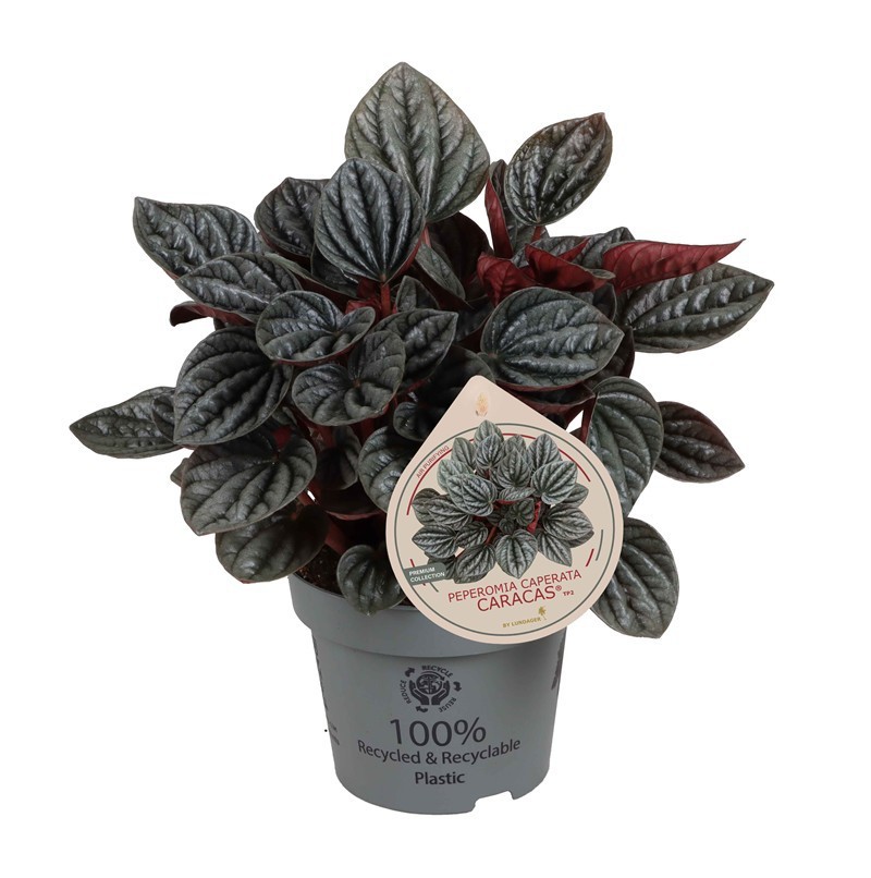 PEPEROMIA CAPERATA 'CARACAS©', D 12