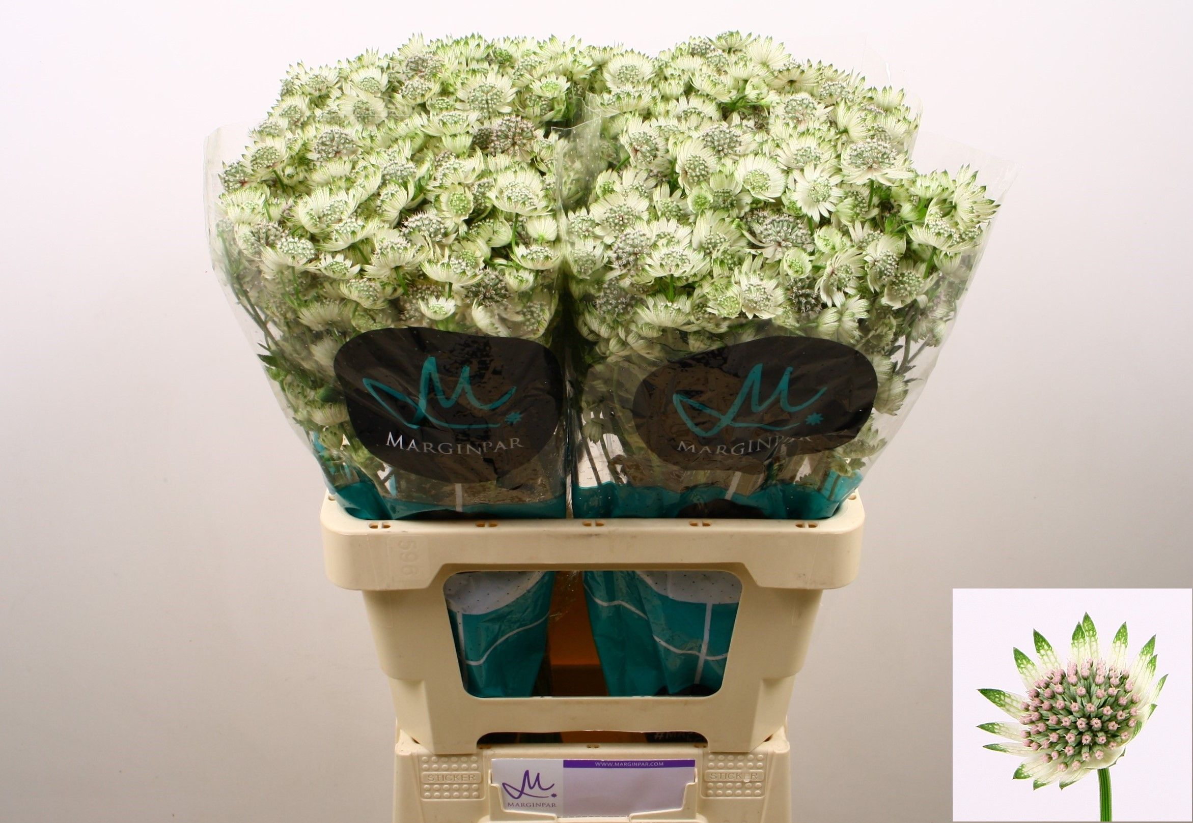 Астранция Биллион Старс XL 60, шт.