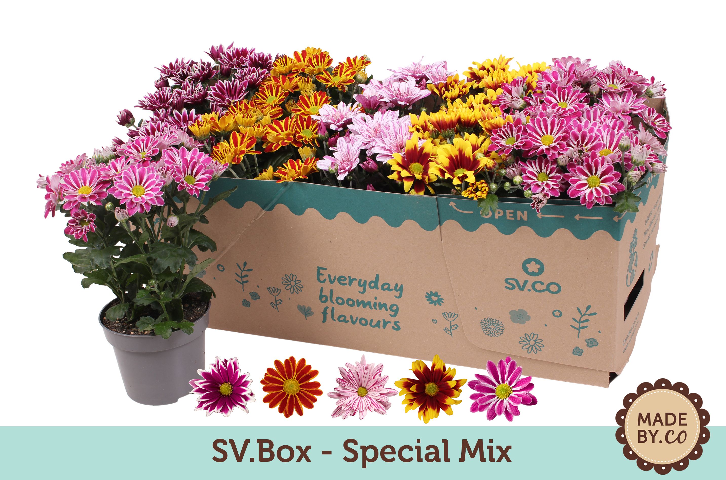 Chrysant Special Mix in SV.Box, D 12