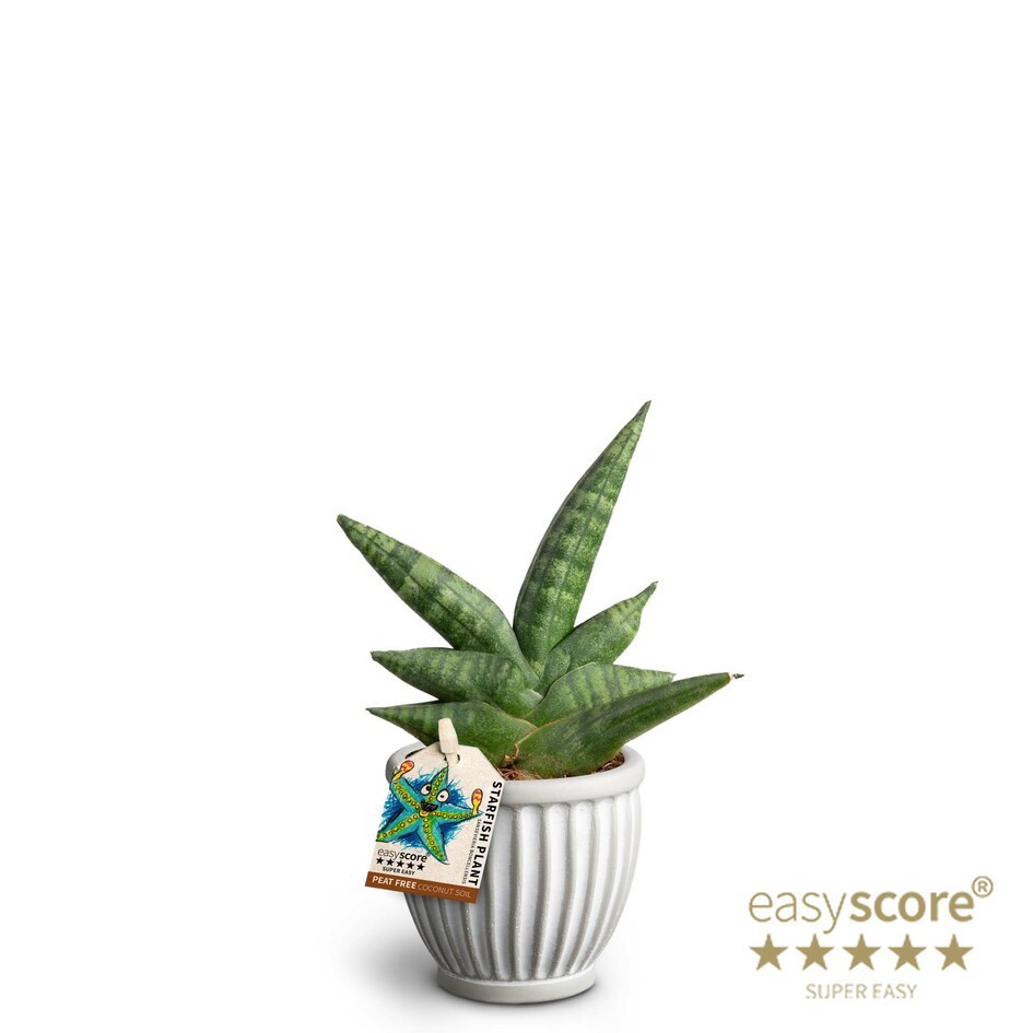 SANSEVIERIA BONCELLENSIS 40630019 Athena, D 7