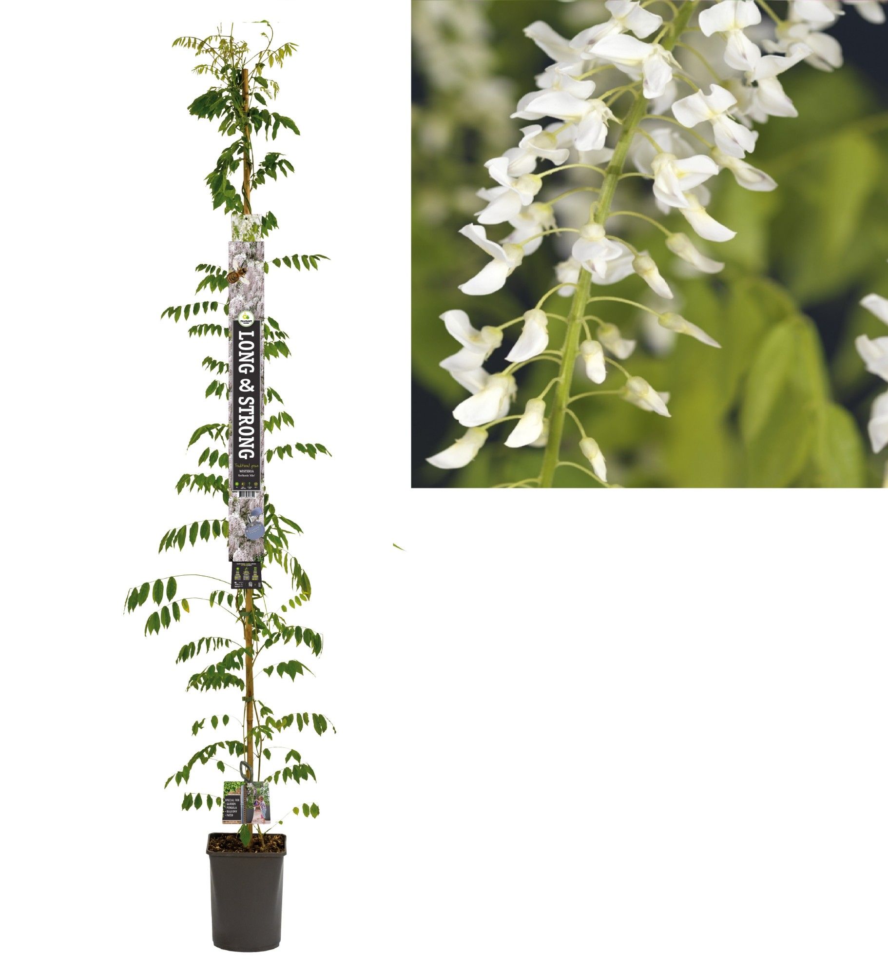 Wisteria floribunda 'Alba' +Long & strong label, D 23
