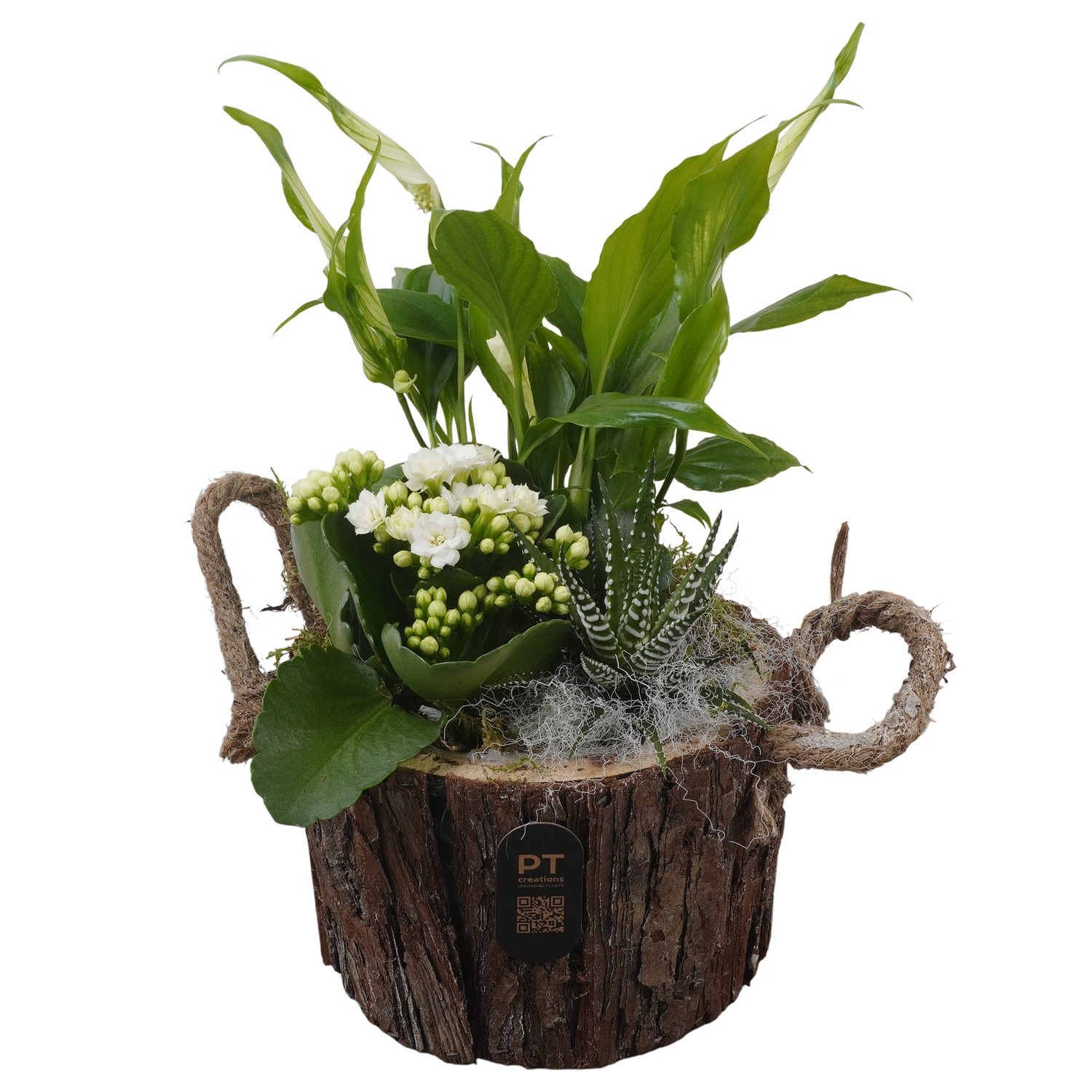 PTIB5260 Arrangement Indoor in houten bak, D 16