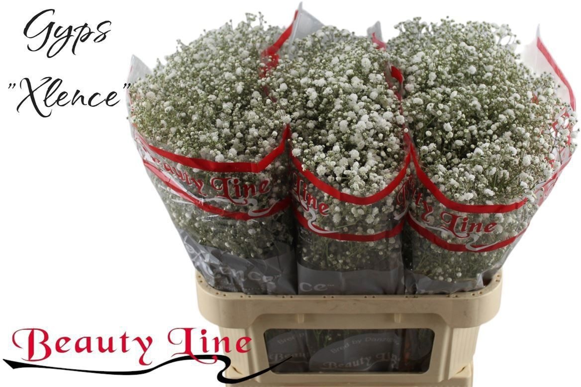 Гипсофила Экселенс 80 (бел.), шт.