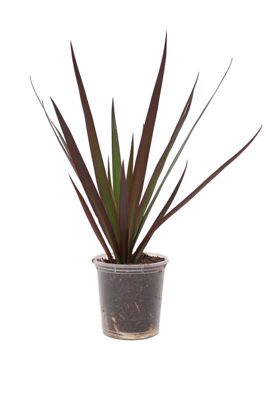 Dracaena p06 marginata, D 6
