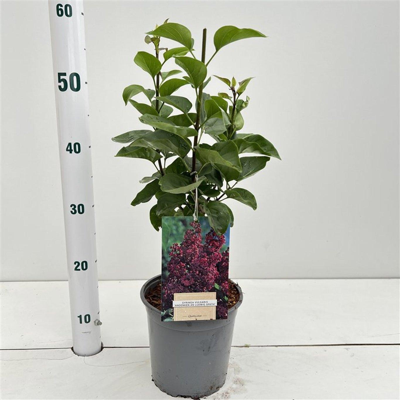 Syringa vulg. 'And. An Ludwig Spath', D 17