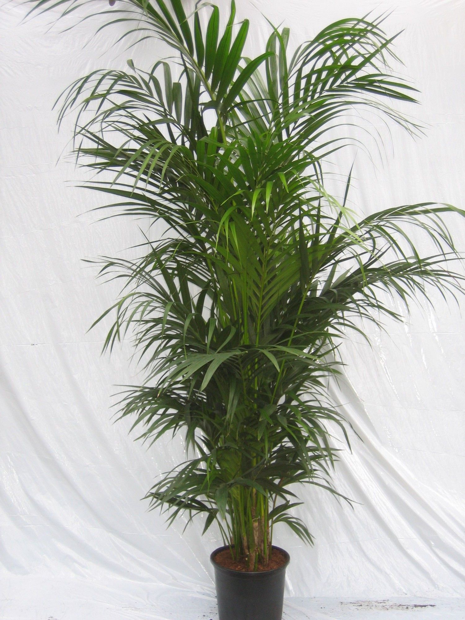 HOWEA FORSTERIANA, D 33
