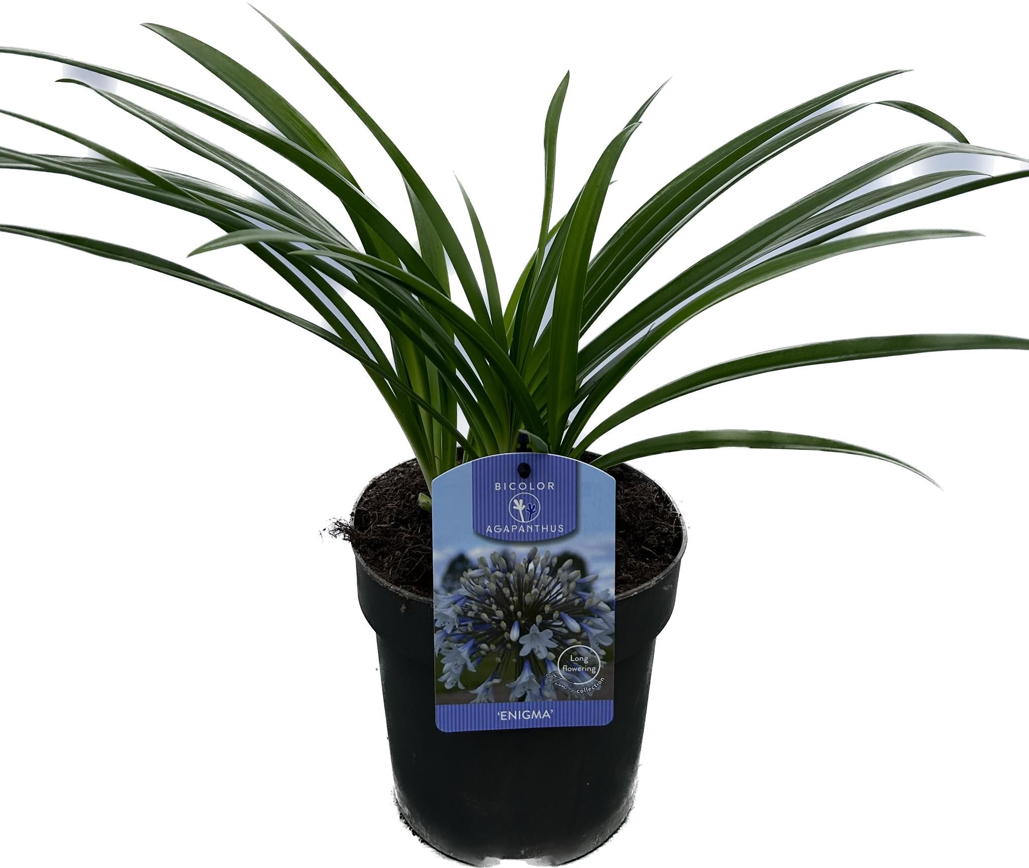Agapanthus 'Enigma' P17 EVERGREEN, D 17