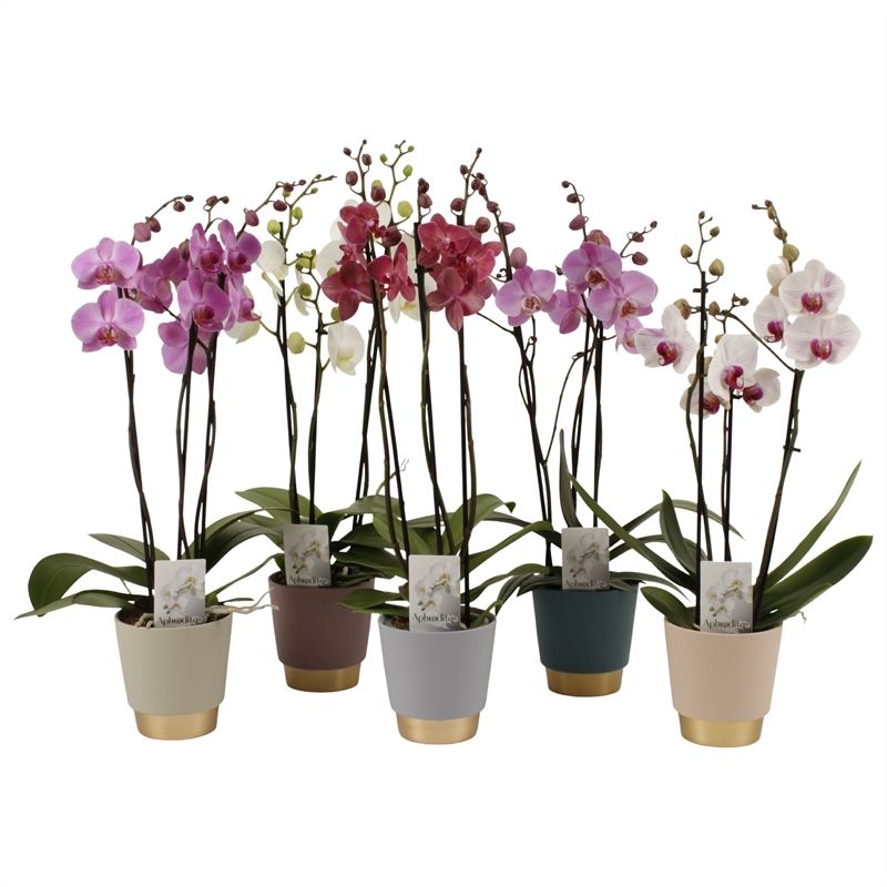 Phalaenopsis gemengd 3 tak gemengd in Angelina keramiek, D 12
