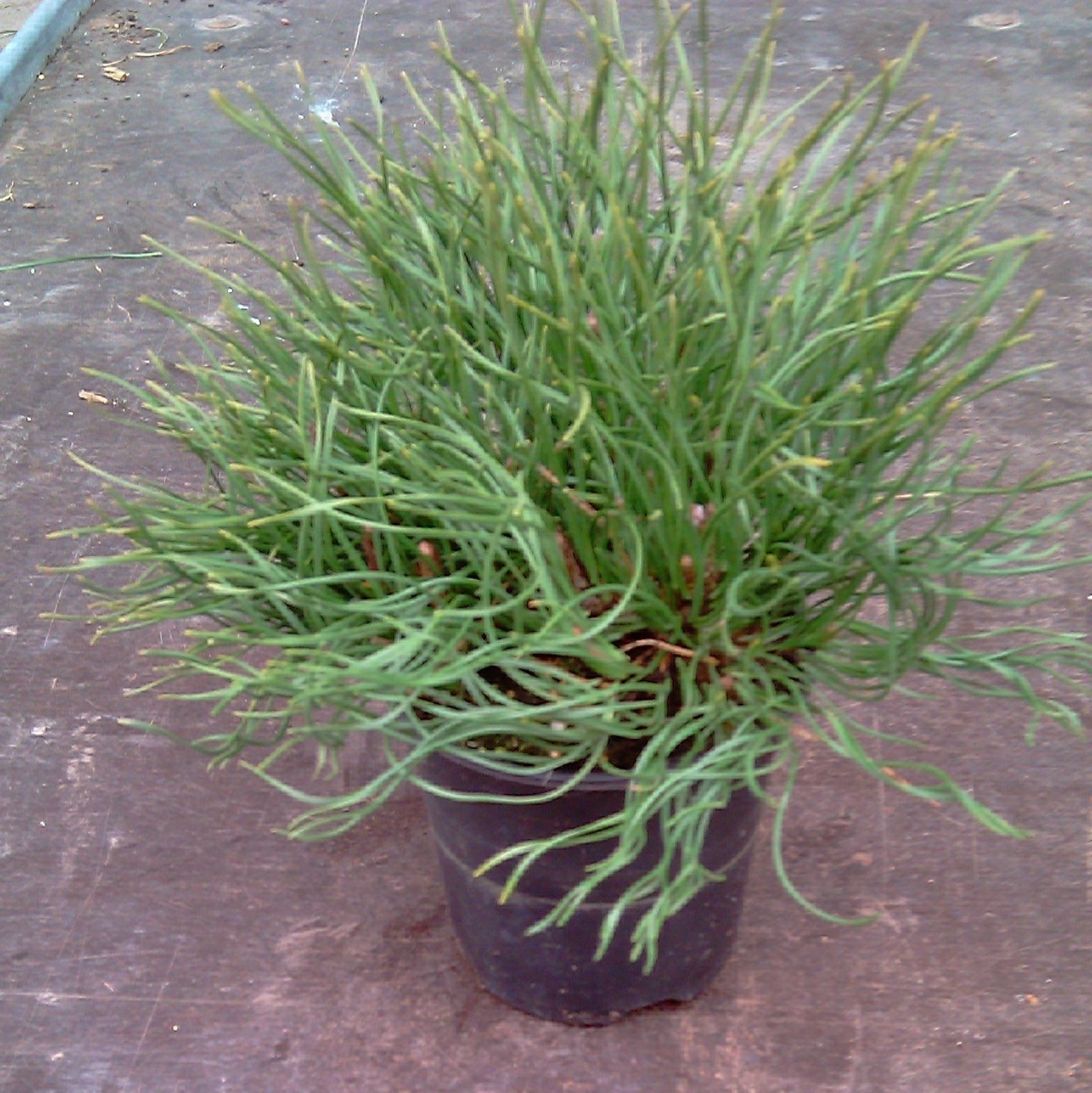 Pinus mugo mugo, D 9