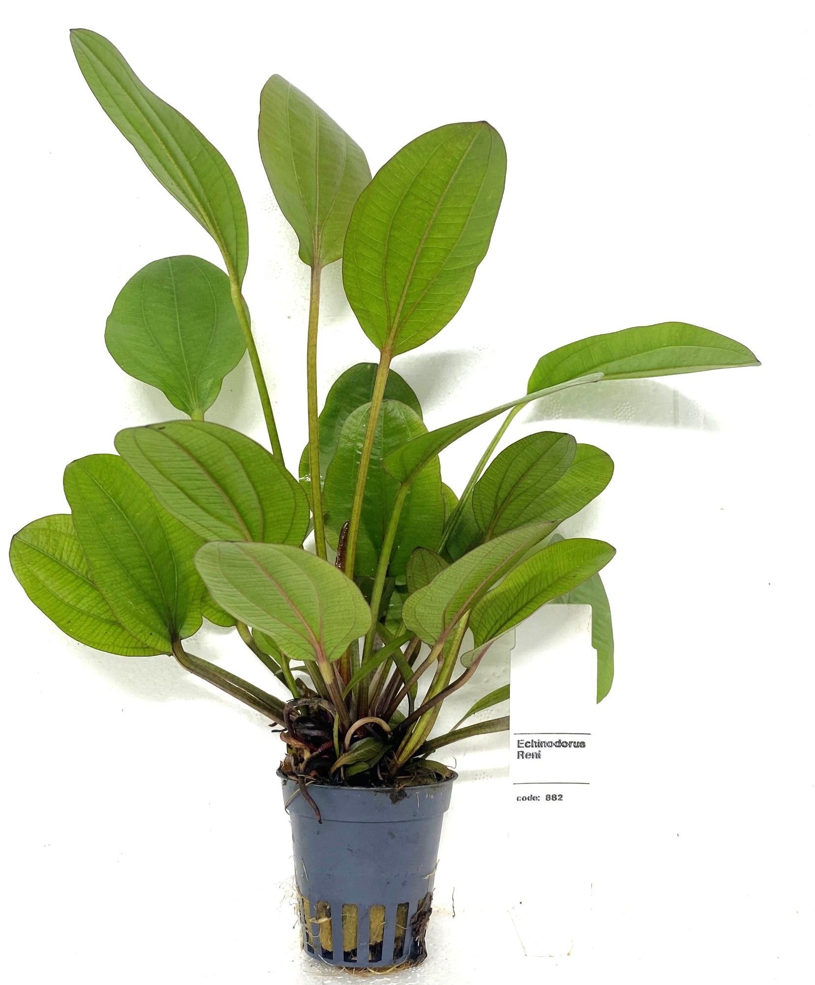 echinodorus reni, D 5