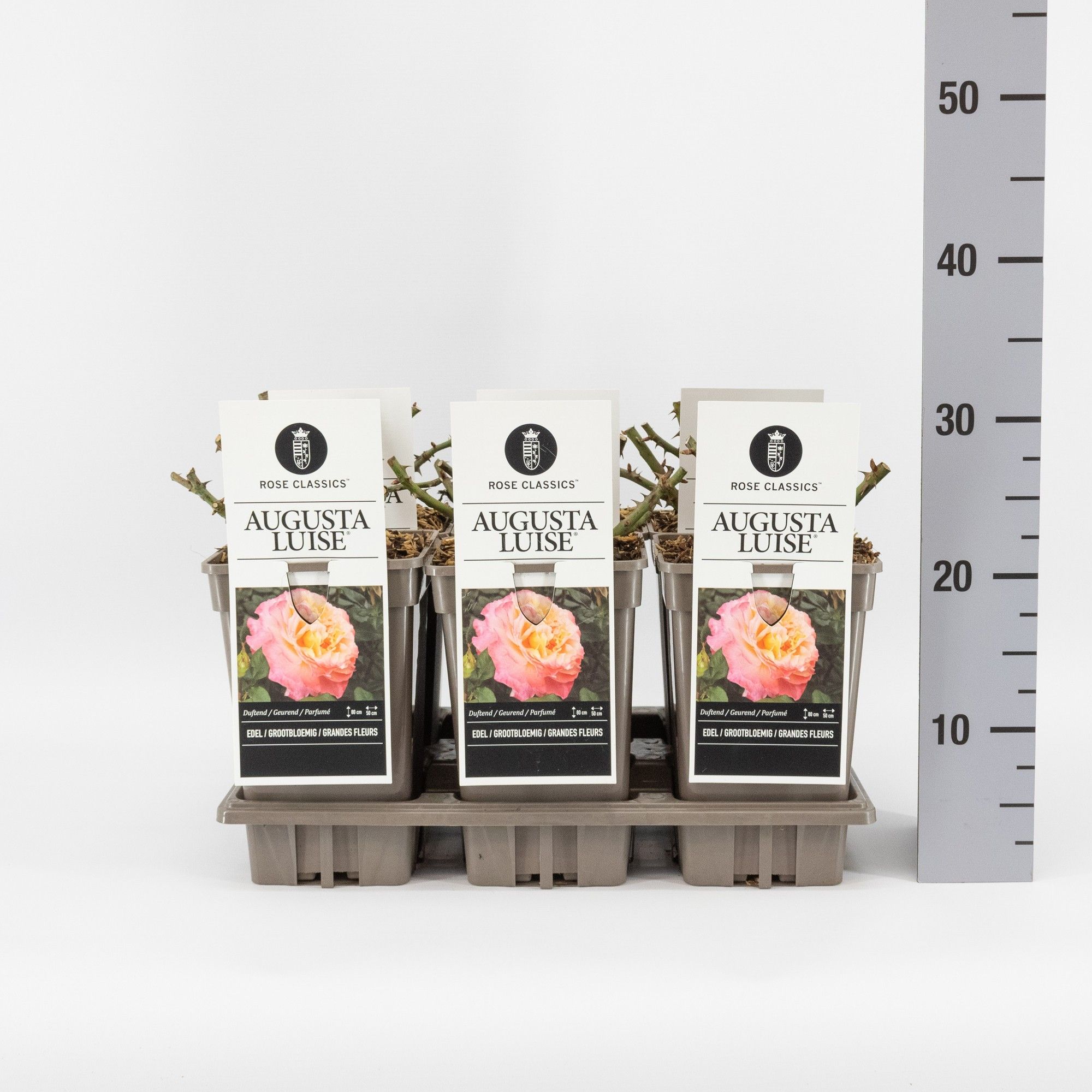 Rosa (TH) Augusta Luise ®, C3, D 17