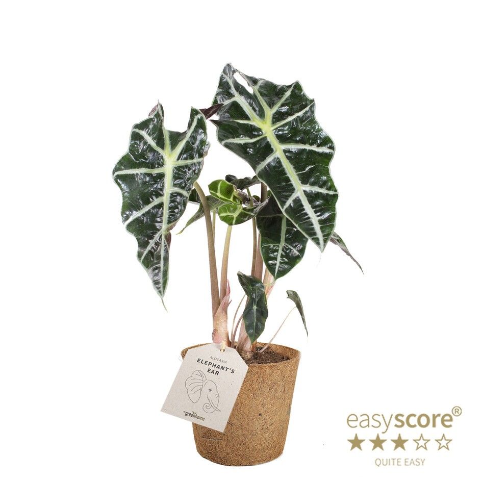 Alocasia ´Dwarf Amazonica´ - COCOZ, D 11