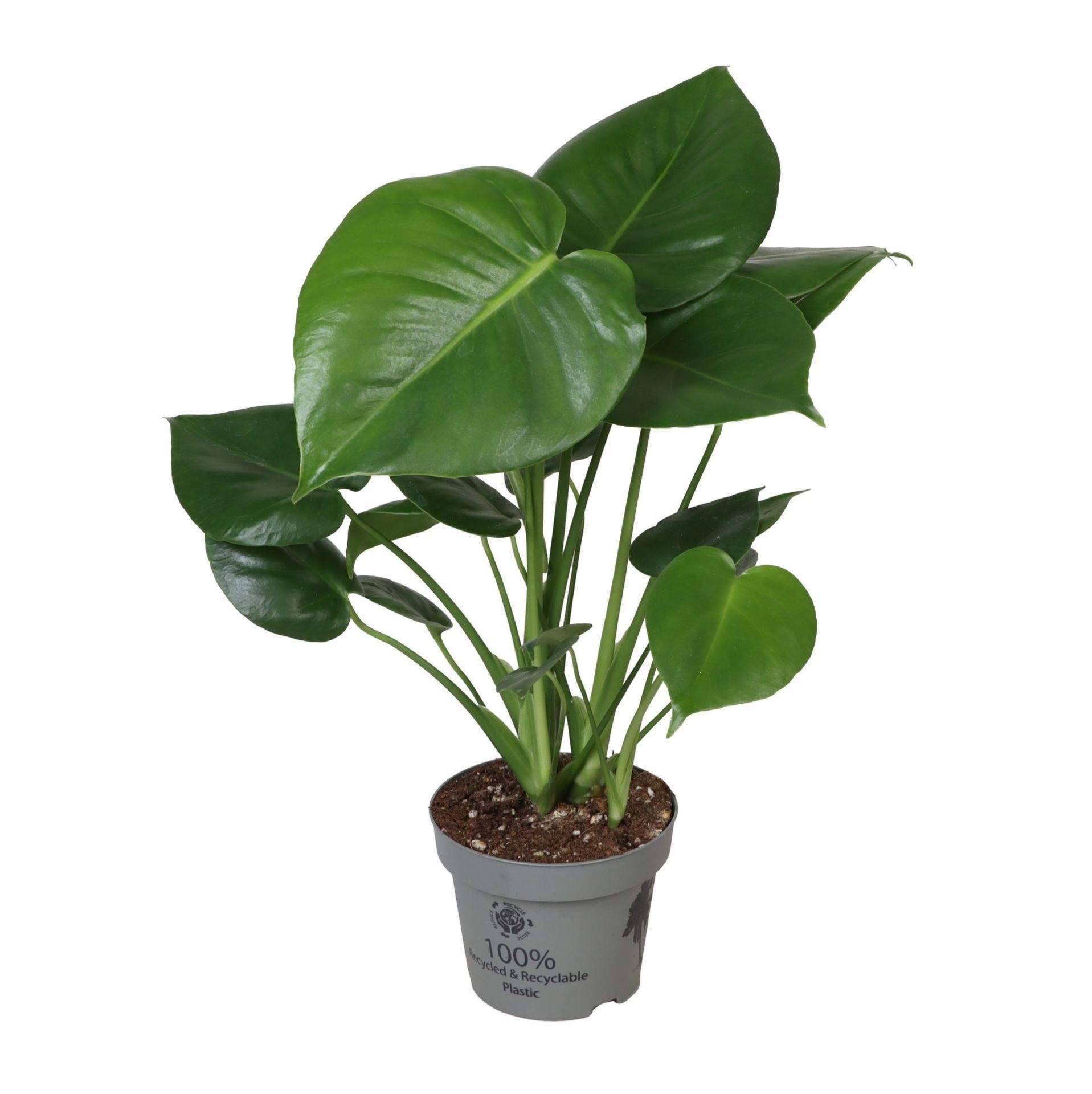 Monstera Deliciosa 12cm, D 12
