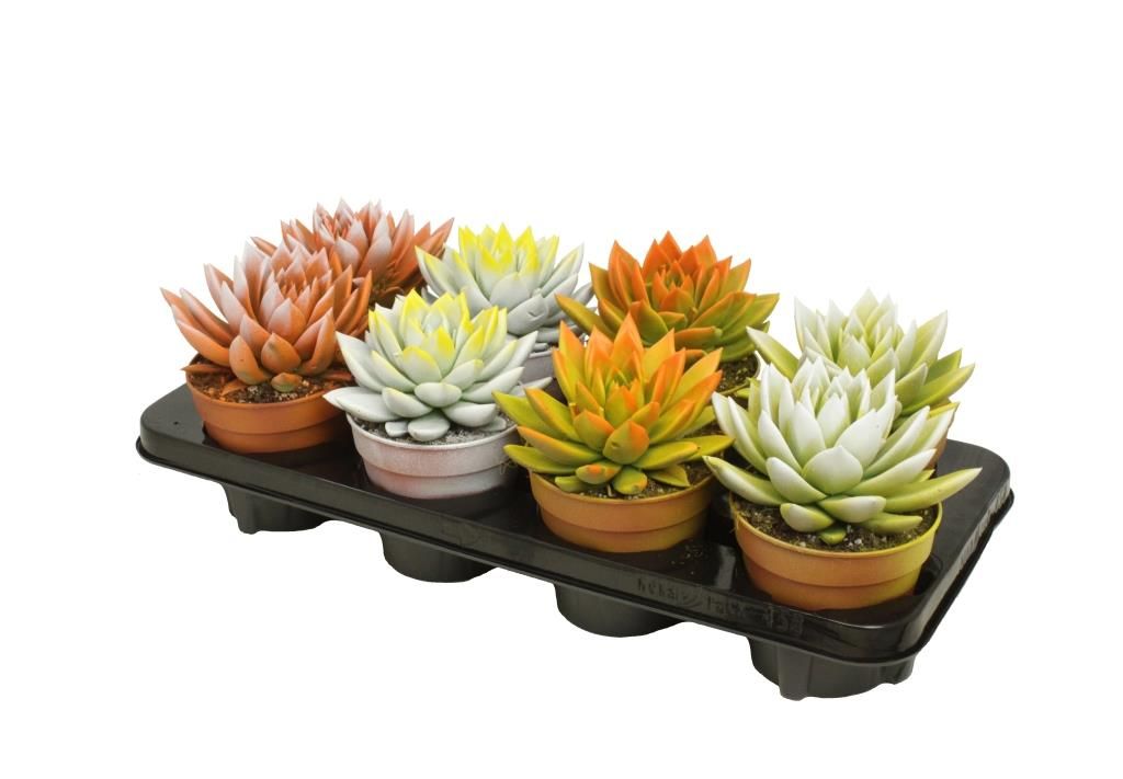 Miranda bicoloured Easter mix, D 12