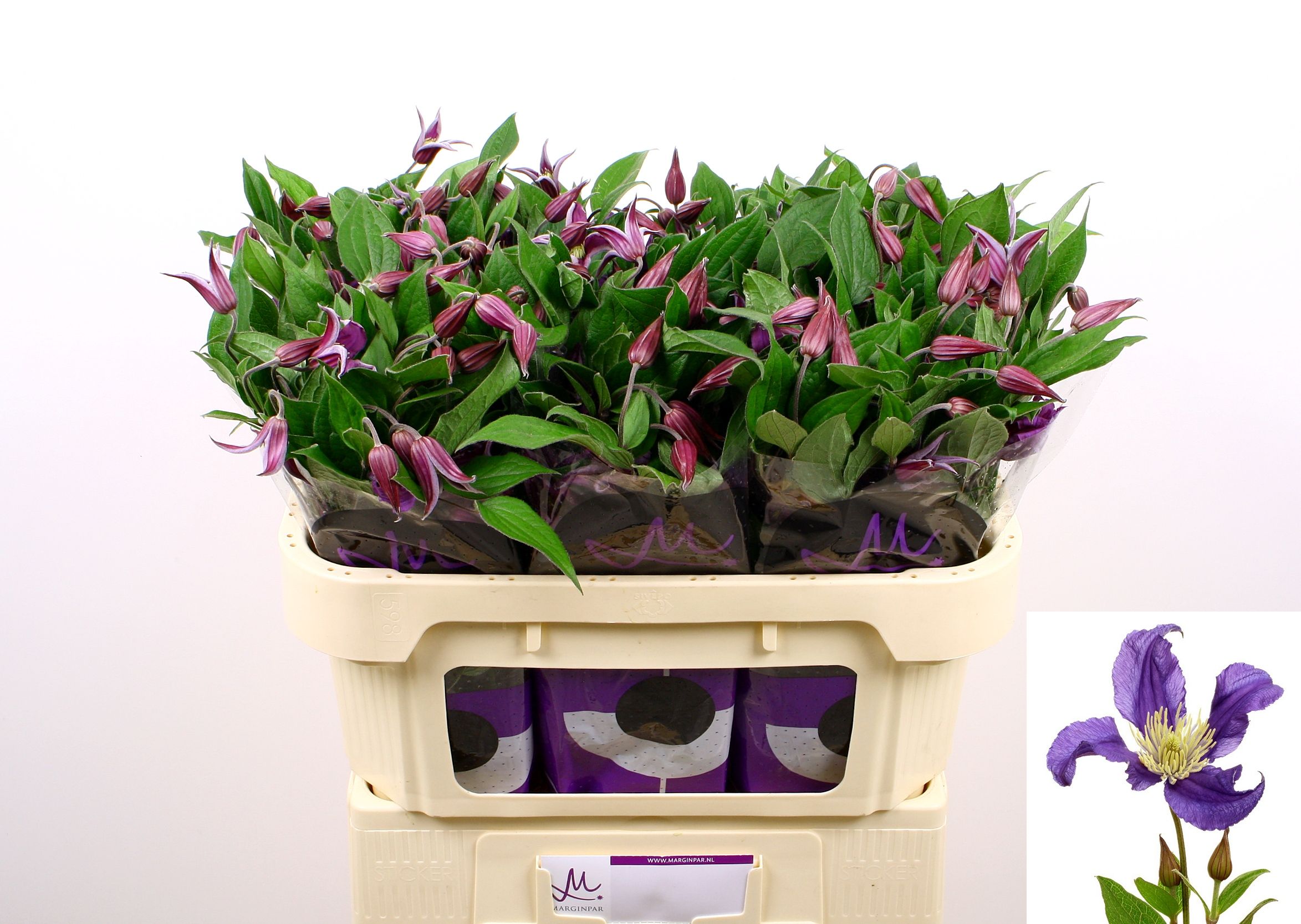 Клематис Блю Пируэт 70 (фиолет.), шт.