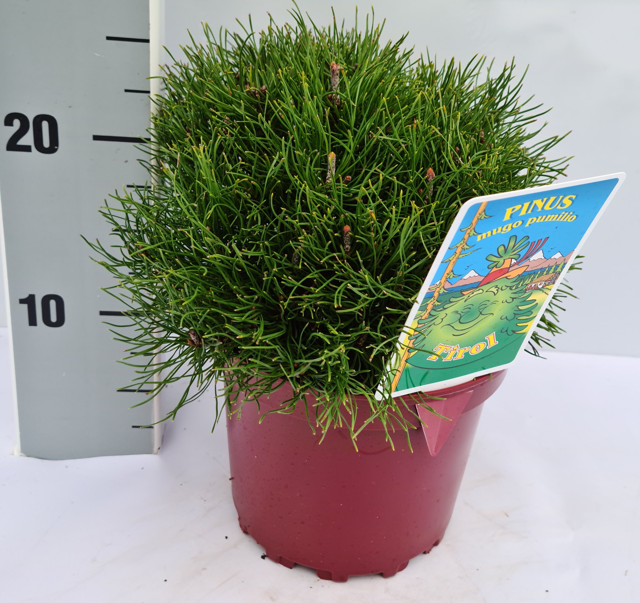 Pinus mugo var. pumilio, D 17