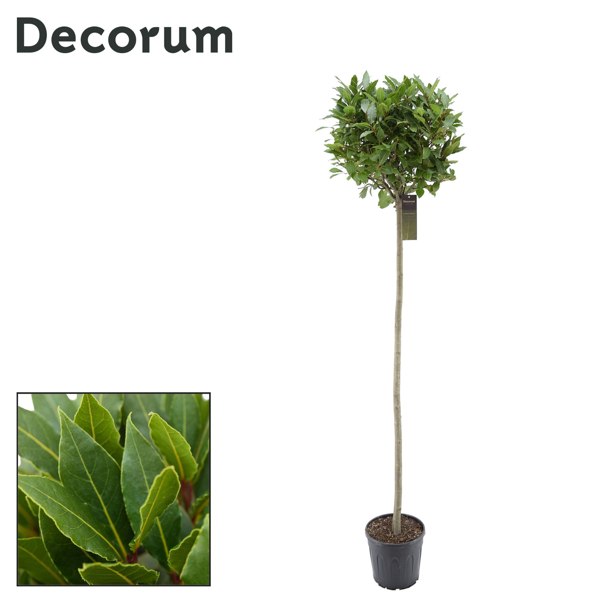 Laurus nobilis Bol op stam, D 25