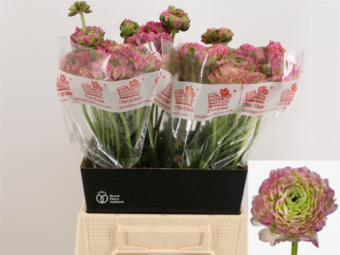 Ранункулус Пон Пон Мальва 45 (зелено-роз.), шт.