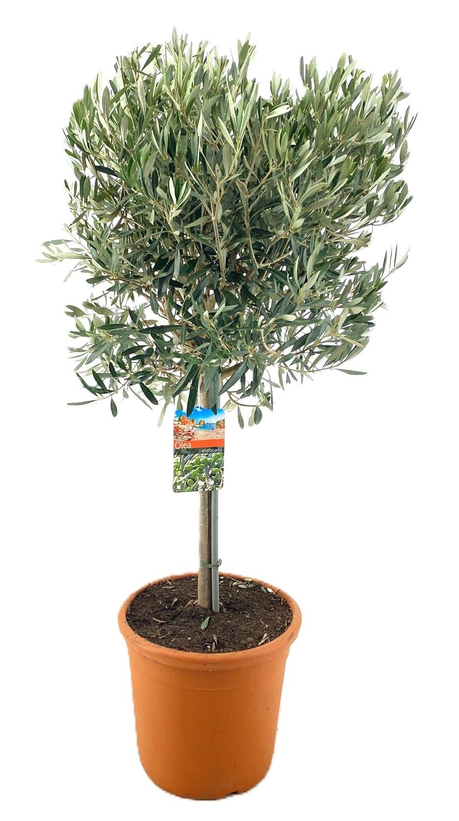Olea europaea, D 32