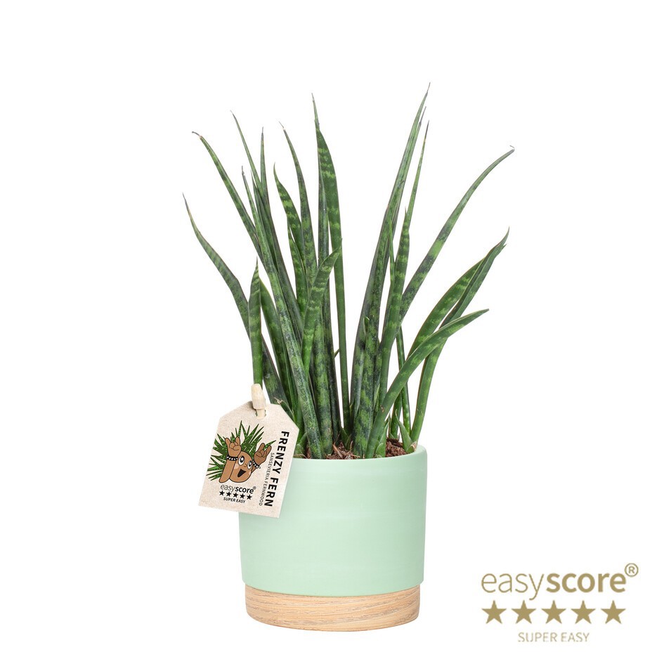 SANSEVIERIA PARVA 41132588 WB Matcha Fernwood, D 12