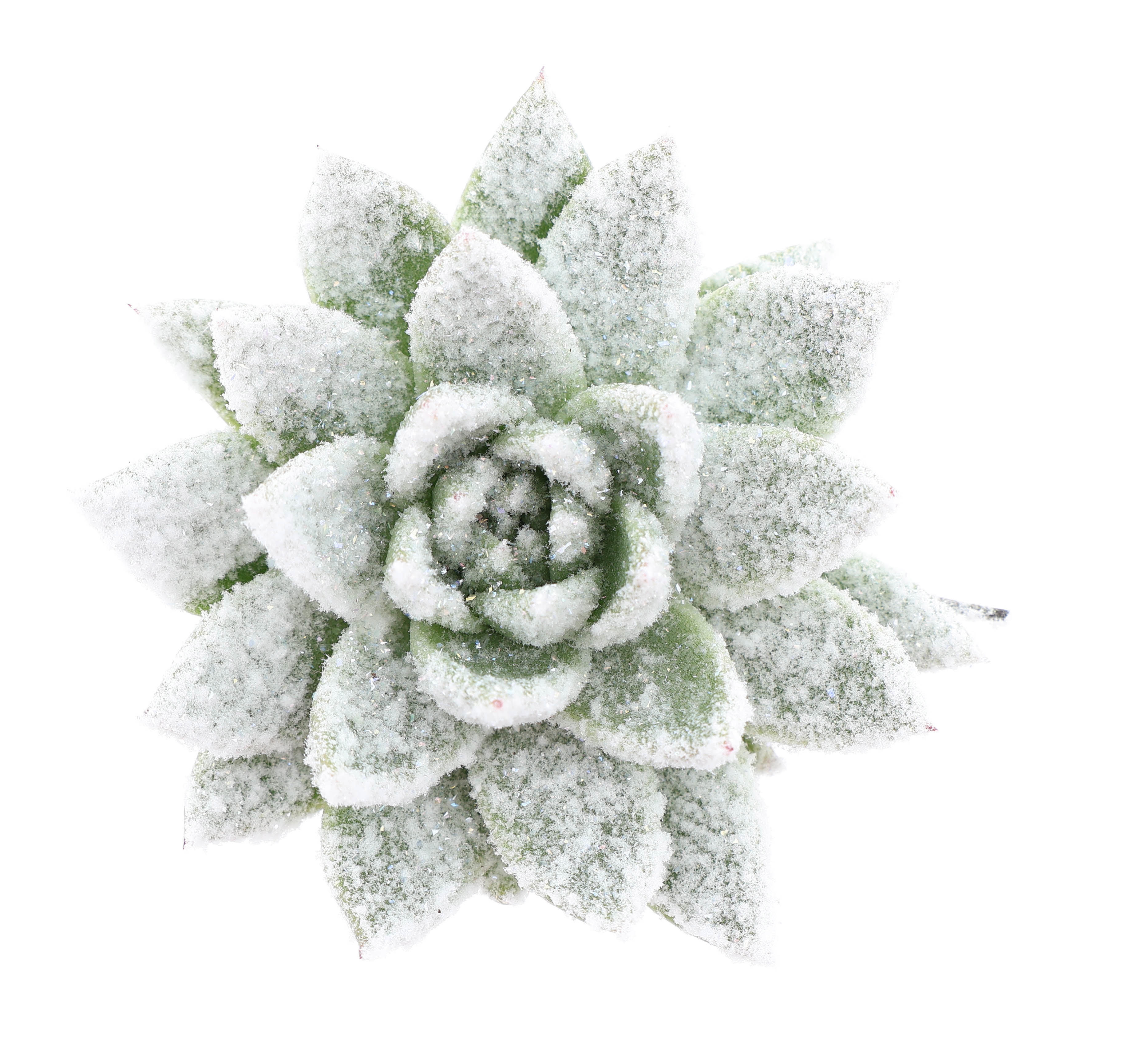 Miranda + bio snow, D 8,5