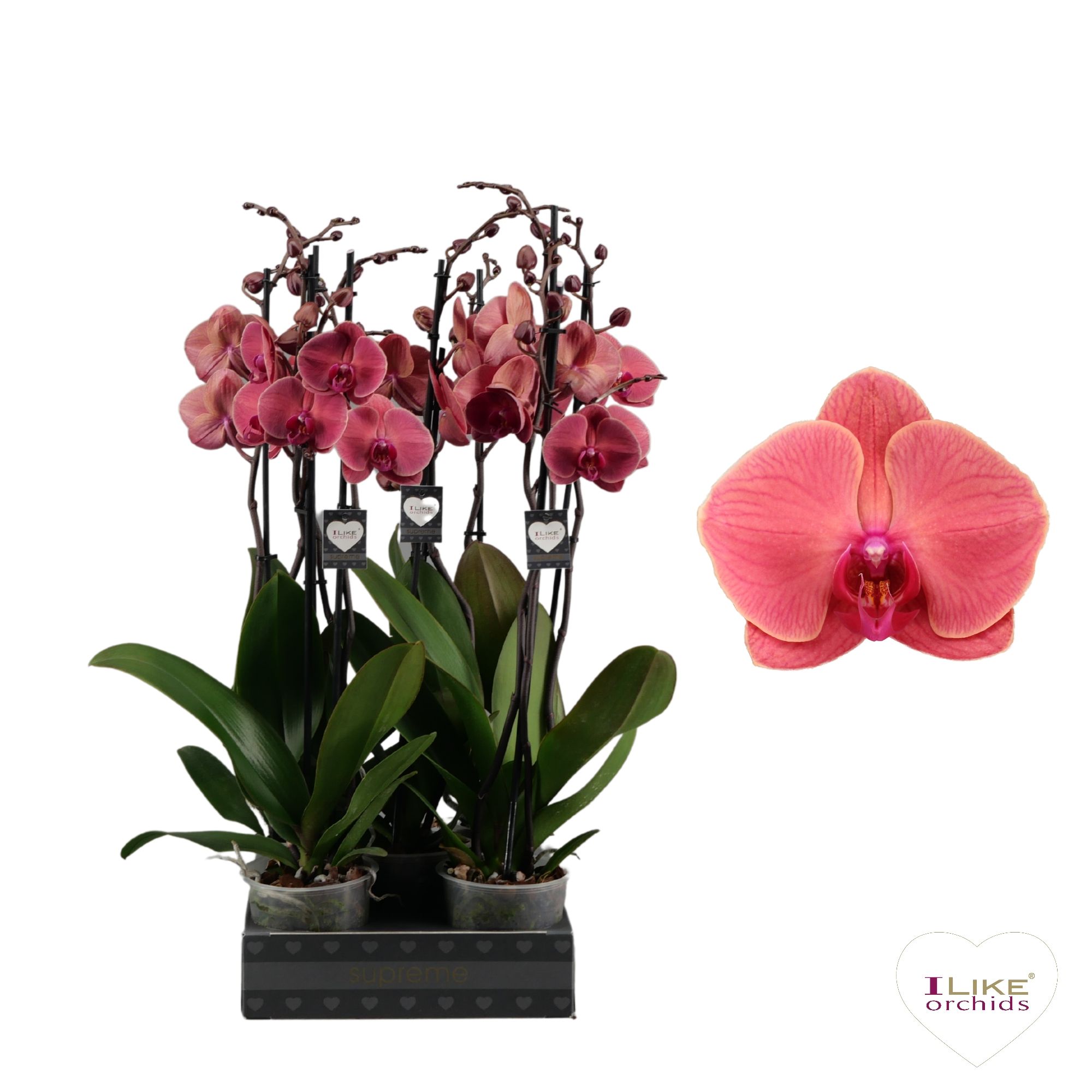 Phalaenopsis Asian Coral - 2 tak 70cm, D 12