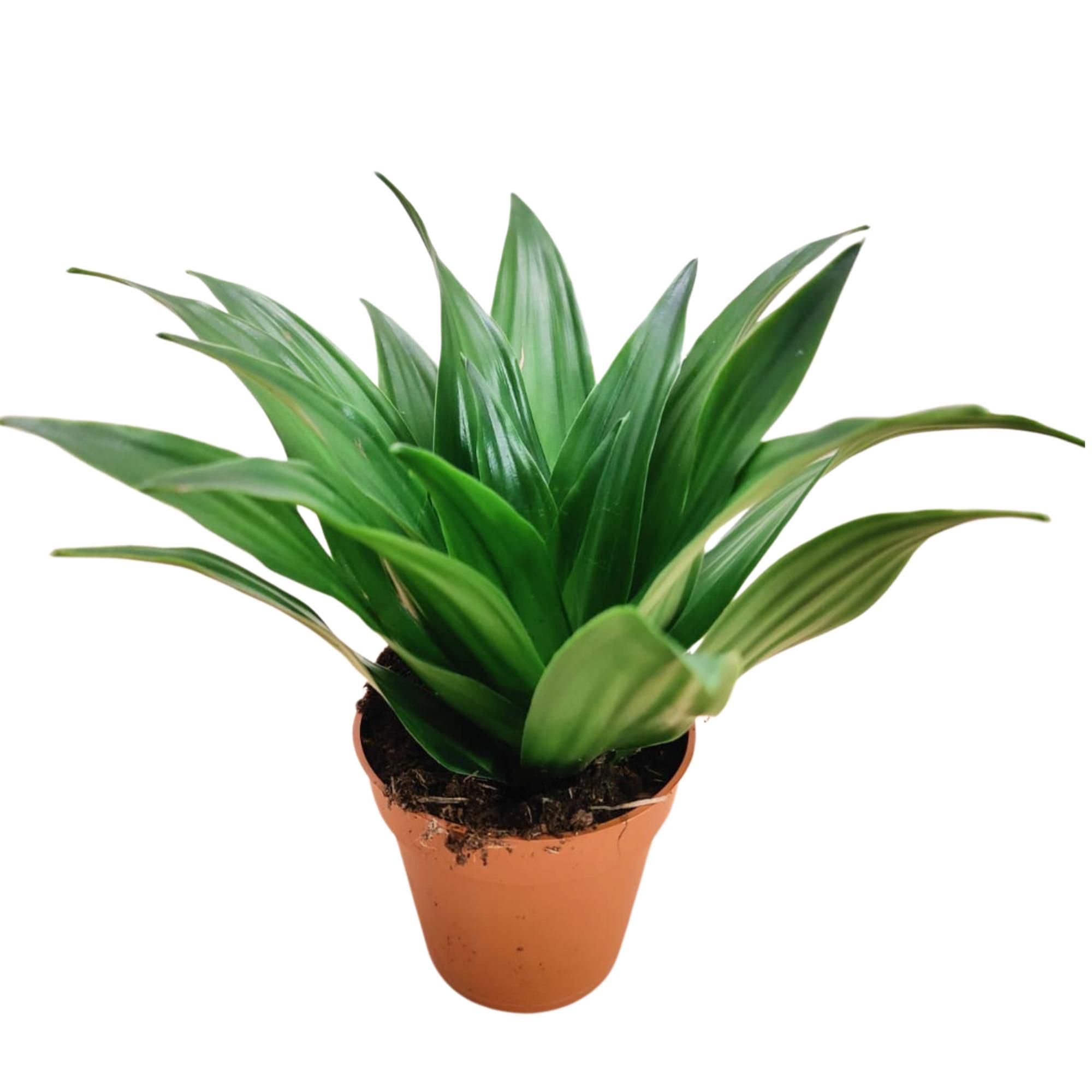 Dracaena Compacta P9, D 9