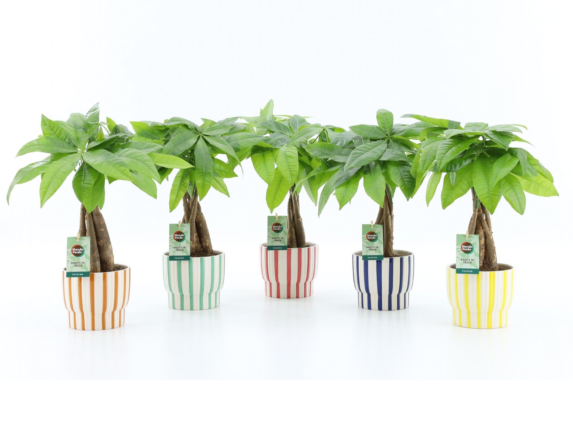 Pachira Aquatica gevlochten stam in Pastel Stripe, D 13