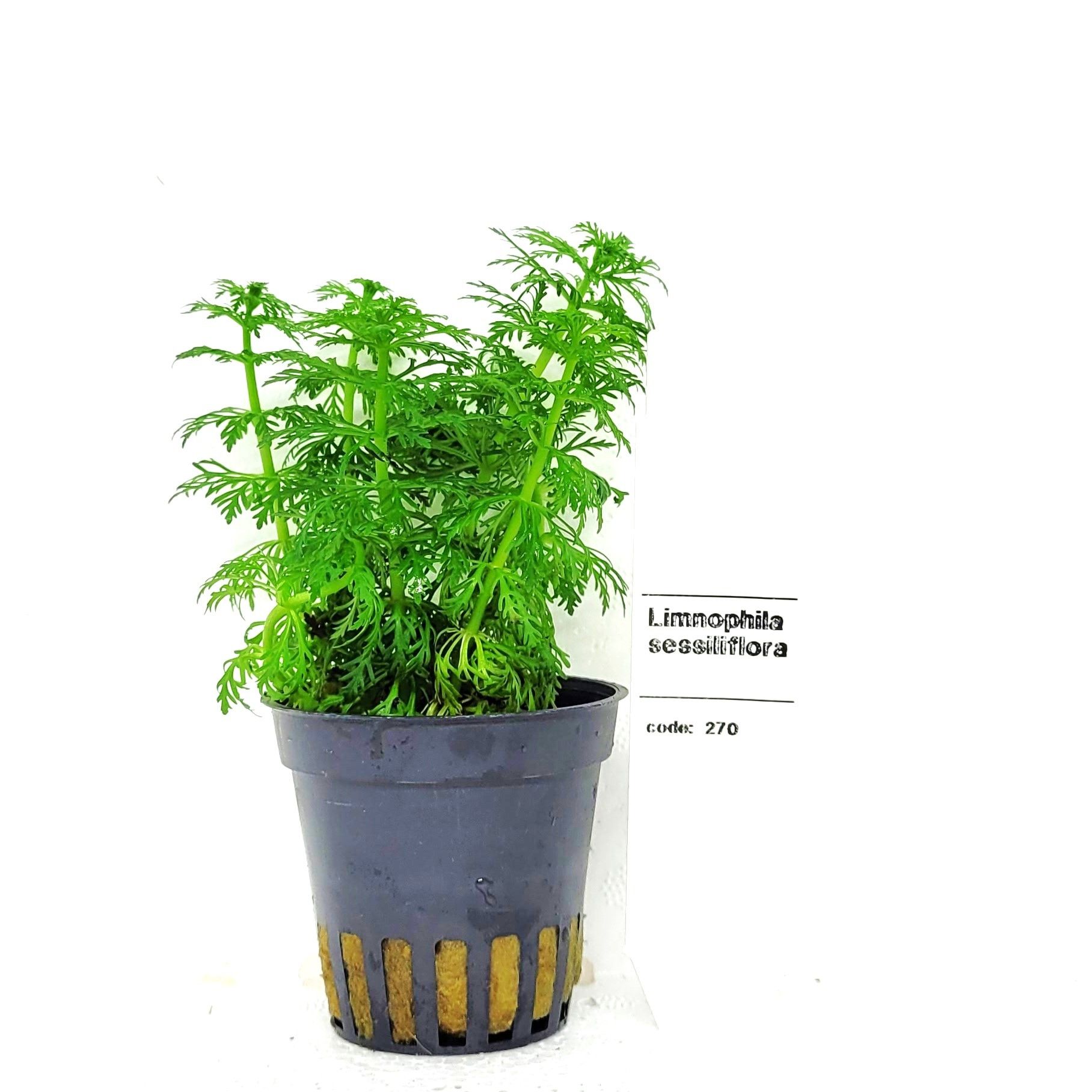 Limnophila heterophylla (sessiflora), D 5