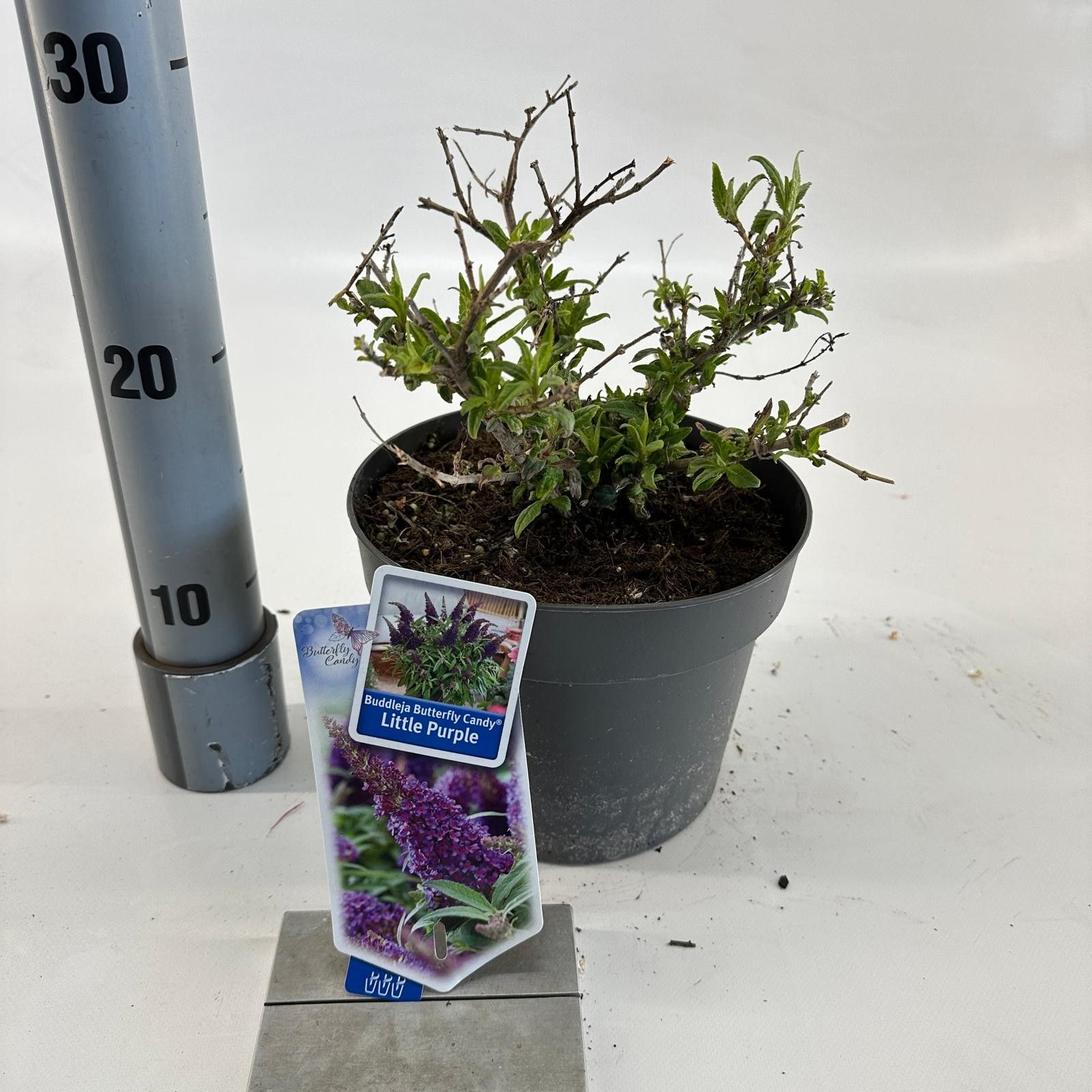Buddleja d. Butt. Candy® Little Purple ('BotEx 001'PBR), D 19