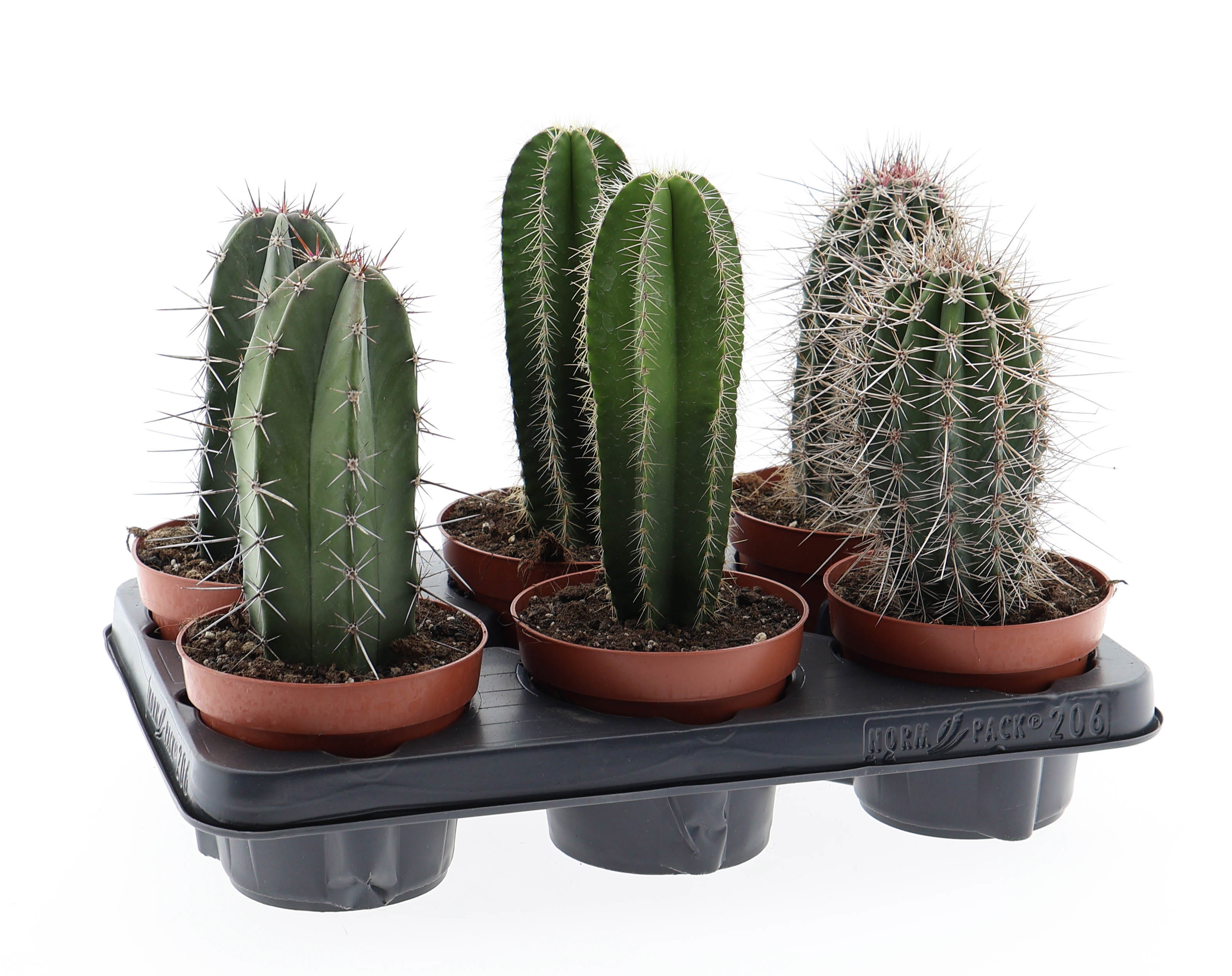 Cactus zuil mix E, D 12