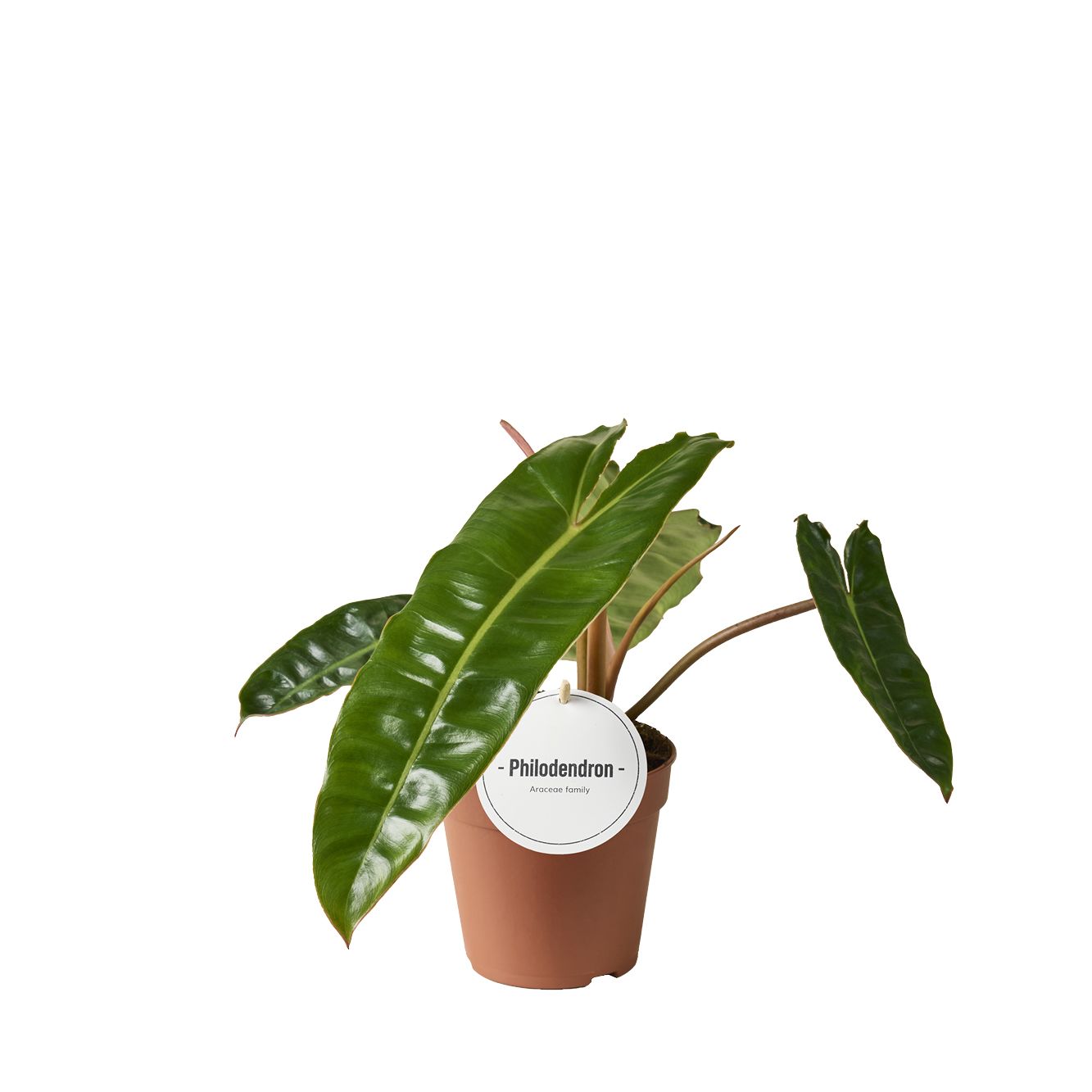 Philodendron Billietiae, D 12