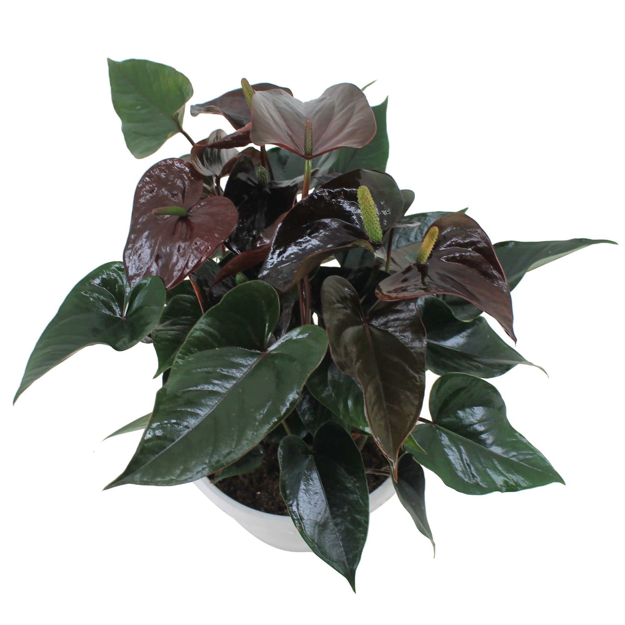 Anthurium XL.20 Paris Black 23cm schaal, D 23