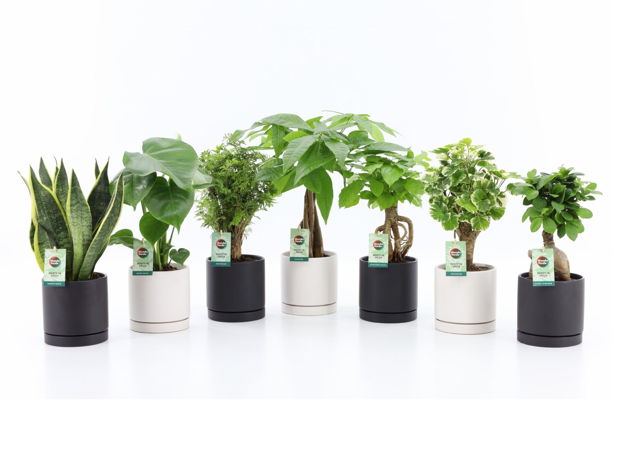 Exotic Green Mix in Hainan, D 13