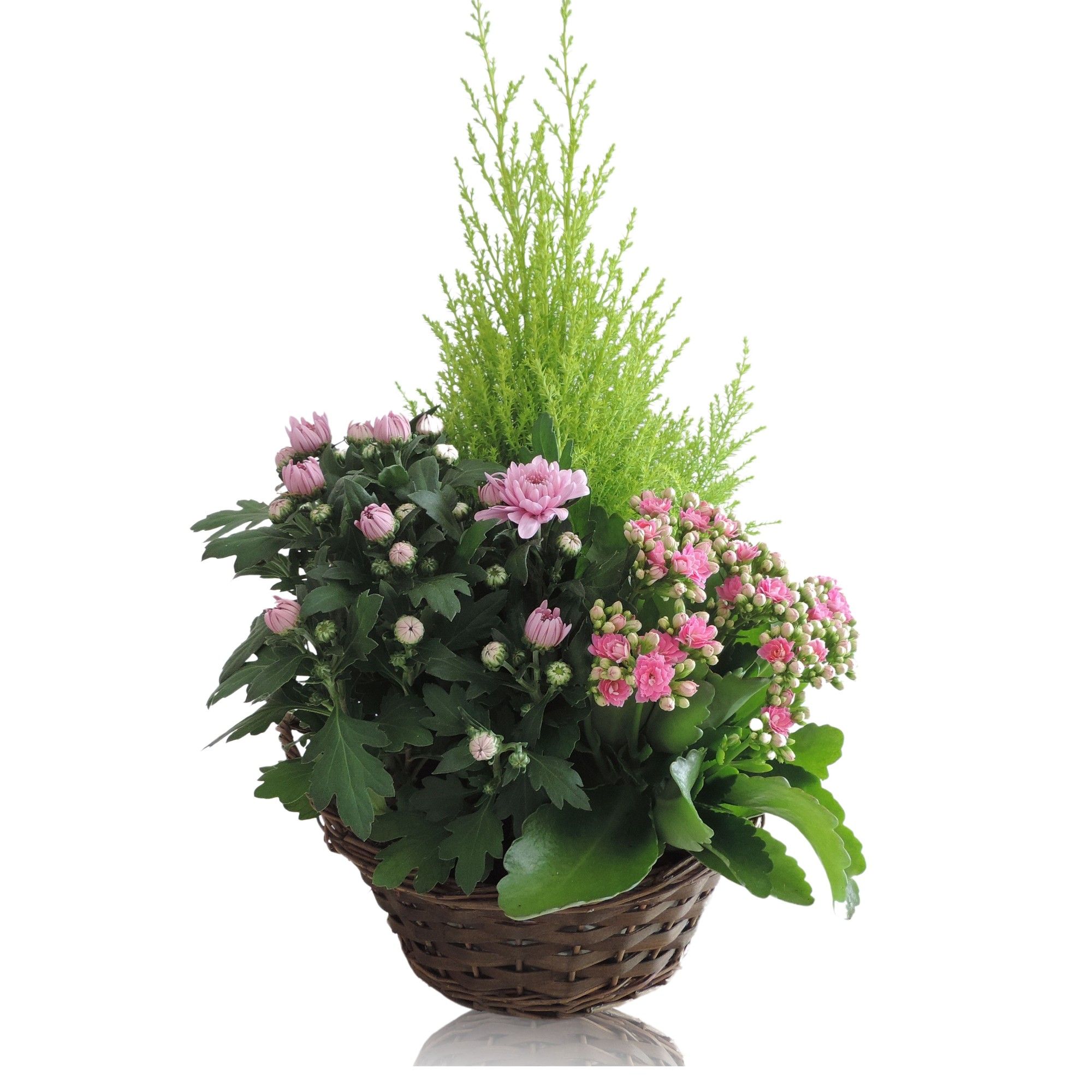 Collectie Hanoi Arrangment in Mand 25 cm, D 25