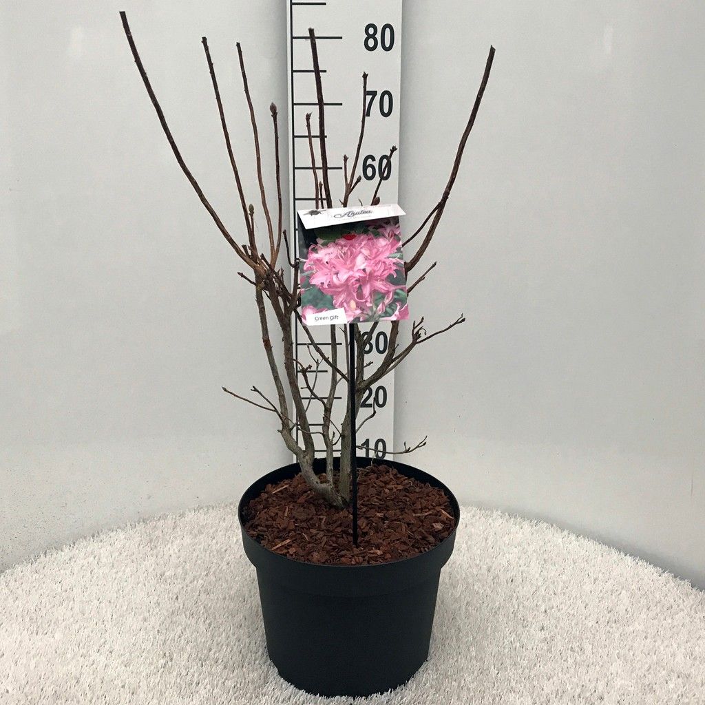 Rhodo. (AV) 'Jolie Madame' pink, D 29