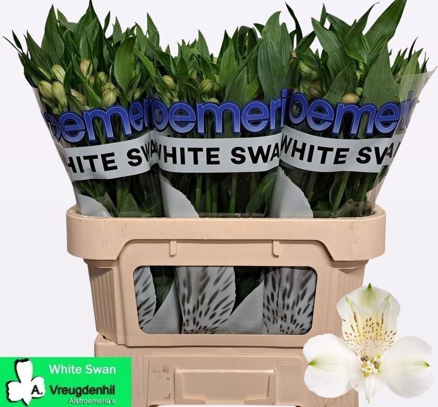 Альстромерия Вайт Свон (бел.), шт.