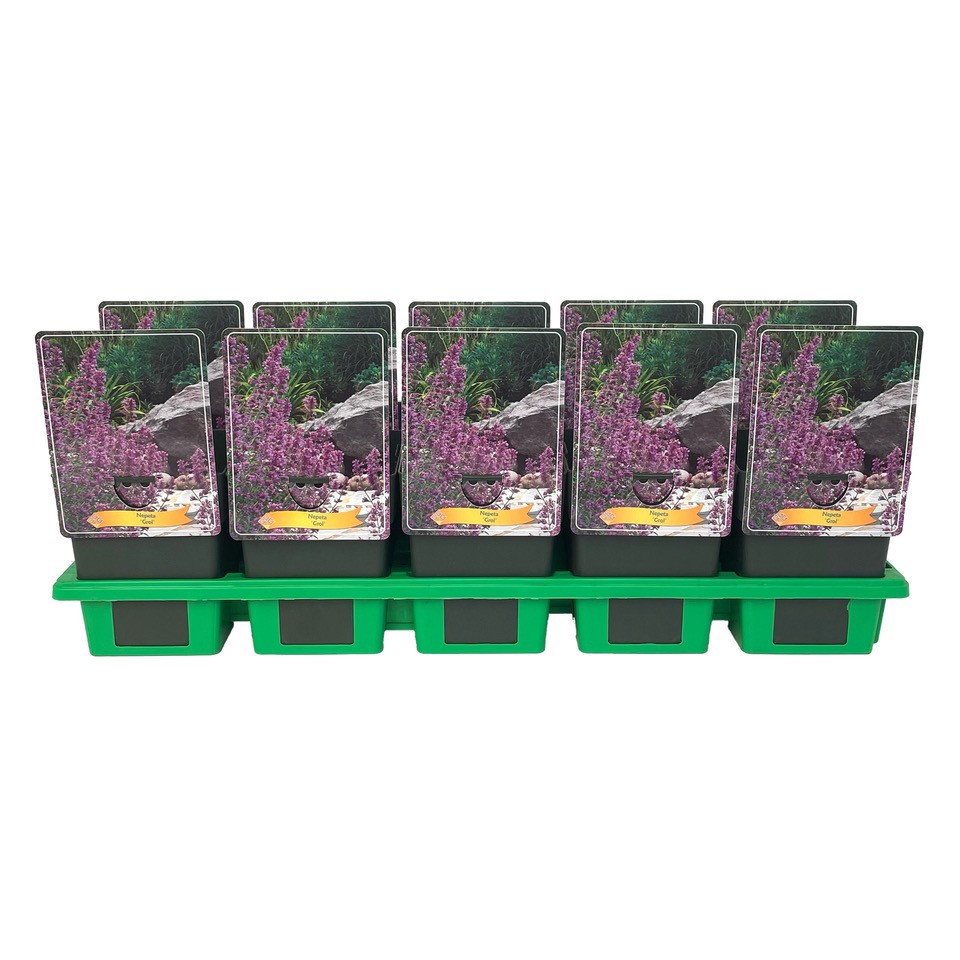 Nepeta 'Grol' P11, D 11