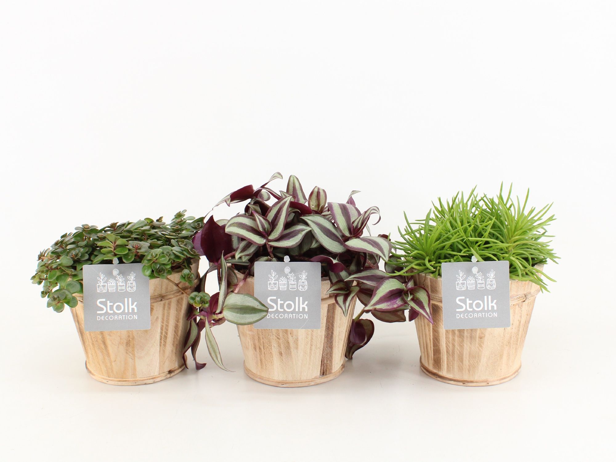 Pure Green Mix in Wood bruin soorten : Rhipsalis, Tradescantia, Sedum, D 13