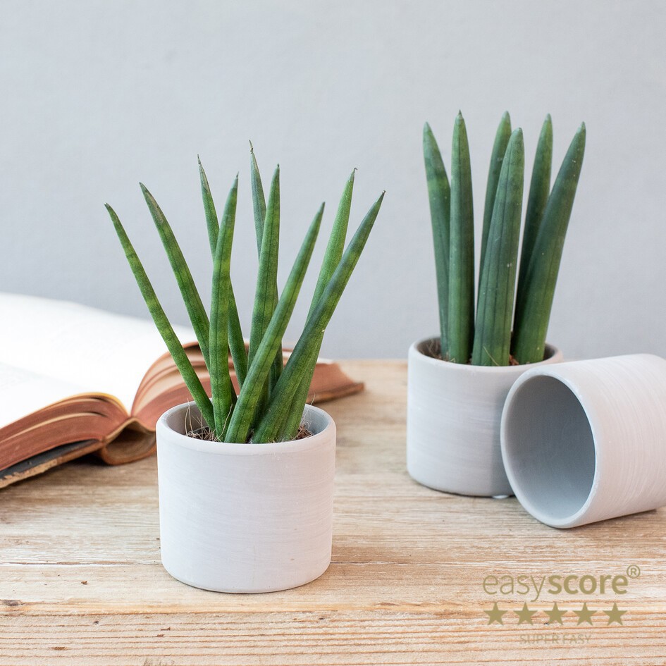 GREEN MIX 3061800 Raw grey creations, D 6