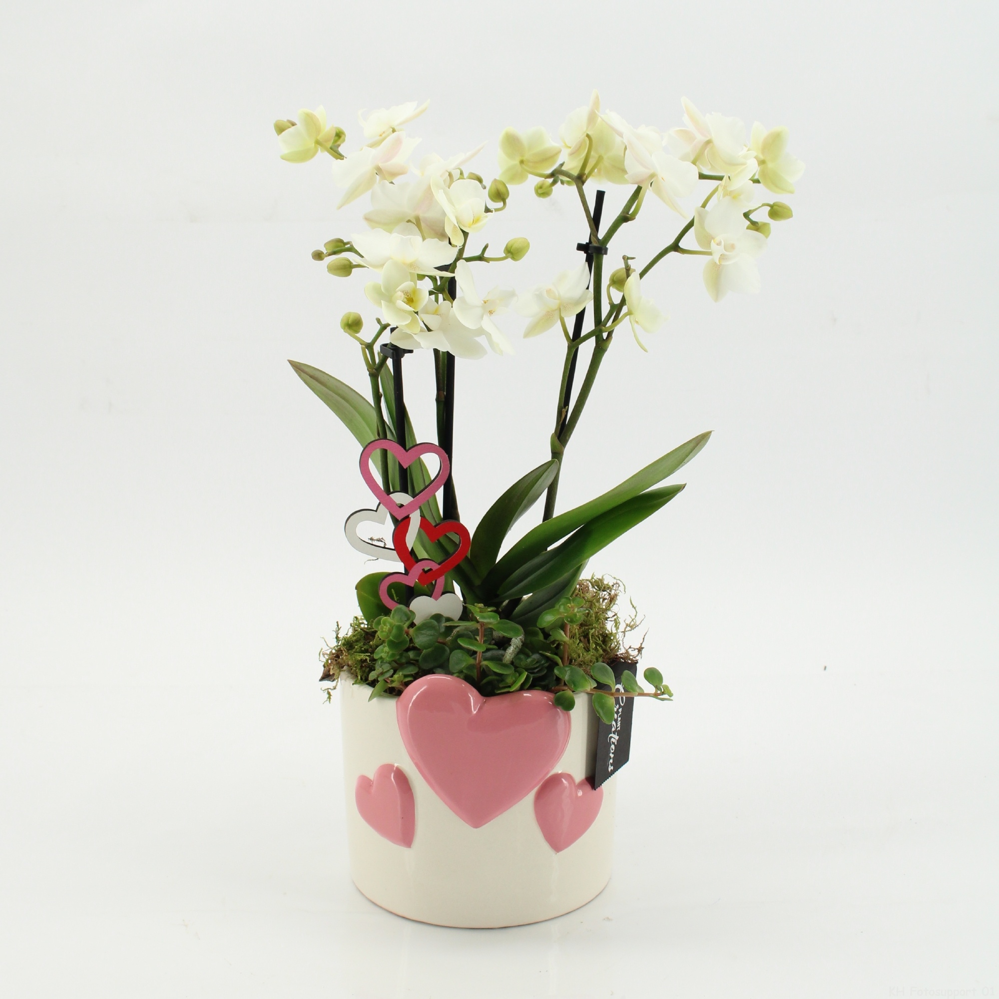 PHALRM-2603W Romantic Phalaenopsis, D 14