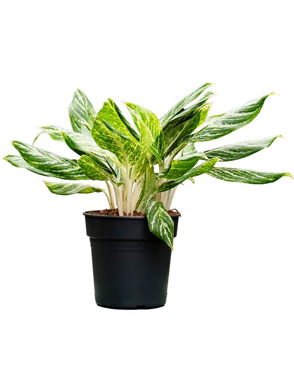 Aglaonema 'Madonna' (50-60), D 21